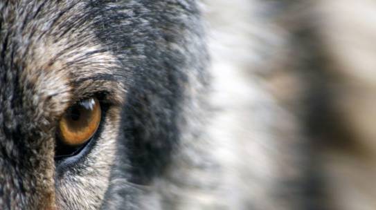 Rząd Polski utrzymuje status quo ochrony wilka