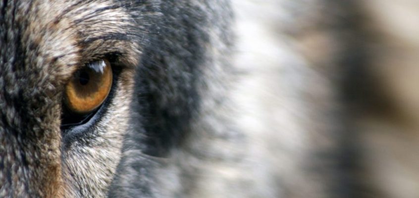 Należy zmienić status ochrony wilka – wniosek Zarządu KRIR