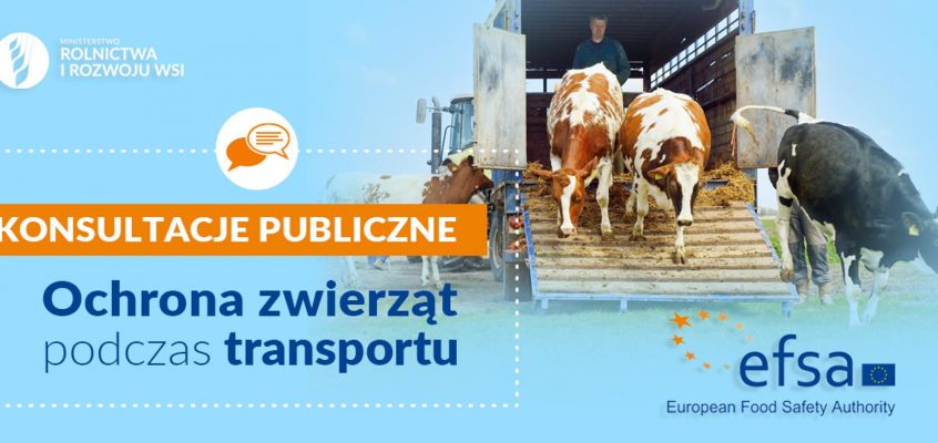 Ochrona zwierząt podczas transportu – konsultacje publiczne