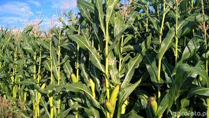 Zmiany w trwającym naborze o wsparcie dla producentów pszenicy lub kukurydzy – nabór wydłużony, wyższe stawki, dopłaty także do gryki