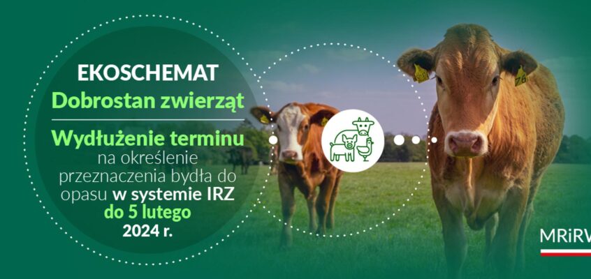 Dobrostan zwierząt: Wydłużenie terminu na określenie przeznaczenia bydła do opasu w IRZplus